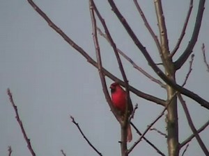 Cardinal On Branch 1