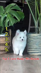 Top 5 cute Husky mix breed