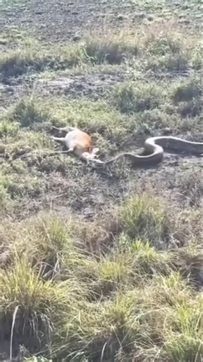 python attacks impala and swallows it