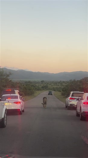 Lion Stops Traffic on Afternoon Drive
