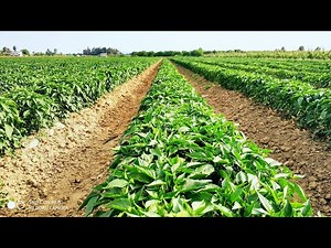 Awesome jalapeno chilli pepper growing . Jalapeno pepper farm and harvest