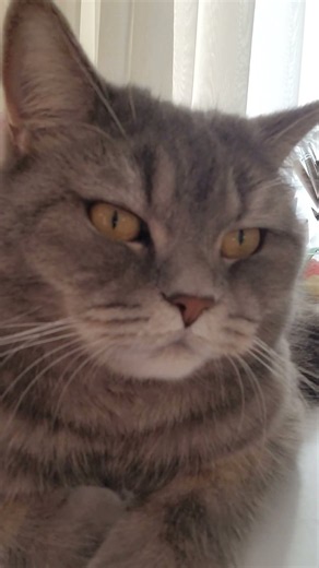 cat meowing to attract cats 💖💗 | cat sounds | cat voice | viral | tinathecat |