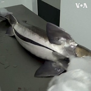 Renowned for its unique wildlife and its vanilla production, the island of Madagascar has a new claim to fame — source of the first and only African caviar. The caviar is processed in a factory 60 kilometers outside the country's capital Antananarivo. This Madagascan caviar is sold for 750 euros per kilogram, two to three times cheaper than its French equivalent. But the producers say this doesn't impact quality. At the moment, Madagascan caviar production represents a drop in the ocean, with on