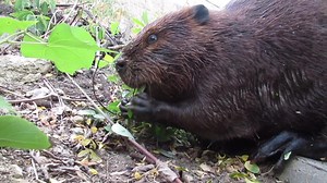 I probably shared this video on here a year or so ago. It was an epic close encounter I had with Momma Beaver as she chewed on tree saplings next to the hospital. This is about the closest footage of a wild beaver eating as you will ever see. 🦫❤️🦫 #beavers #animals #wildlife | Mike’s photos and videos of beavers