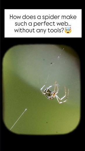 The Secret Behind Spider’s Perfect Web | Nature’s Genius Engineer 🕷️