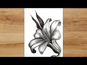 How to Draw a Lily Flower with Pencil | Nature Flower Sketch