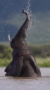 Elephants absolutely love water — it’s not just for drinking, but also for cooling off, playing, and keeping their skin healthy. On a hot day, you’ll often find them splashing around in rivers or wallowing in mud, coating themselves to protect from the sun and insects. Watching a herd enjoying a waterhole is a joyful reminder of their playful nature and deep connection to their environment. #ElephantLove #WildlifeMagic #AfricanSafari #GentleGiants #NatureBeauty #WildAndFree #ElephantLife #Waterh