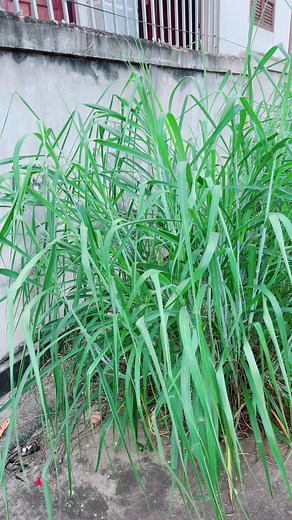 Herbal Toothpaste for Fresh Breath and Clean Teeth