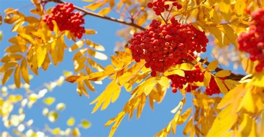 8 вересня: народні звичаї і традиції, що не можна робити сьогодні