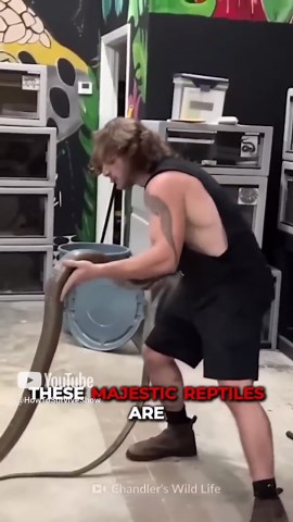 How to Defend Against a King Cobra Attack