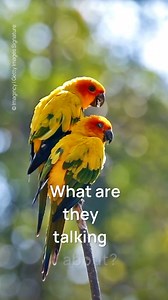 Parrots are incredibly social and love to chat! We can’t help but wonder… What do you think they’re talking about? Are they spilling the latest gossip or just arguing over snacks? Let us know your best guess in the comments! | World Parrot Trust