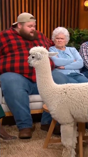 Unexpected Guest 🤣 #funny #jerryspringershow #viral #llama #shorts #fyp #weird #ai