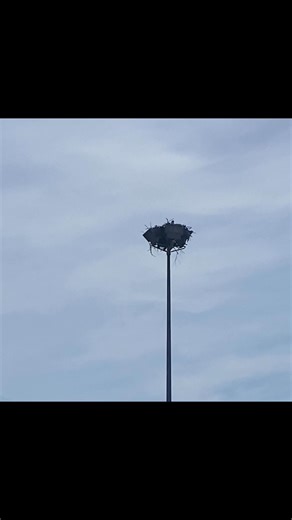 Osprey nesting in Cowichan Bay. #vancouverislandphotography #osprey #naturephotography | Sharon Robb