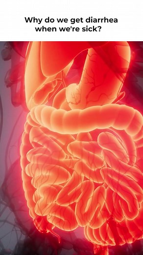 Why do we get diarrhea when we're sick?