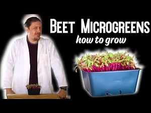 How To Grow//Beet Microgreens