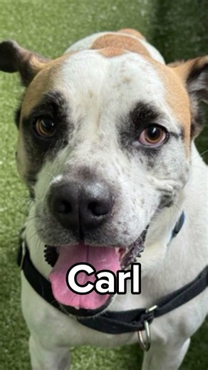 Carl is available for adoption now at Seattle Humane! #adoptable