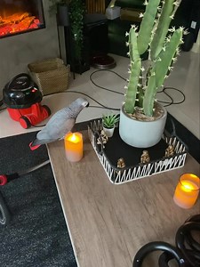 22K views · 1K reactions | He’s in the confession box  | Kelo the African Grey | Facebook