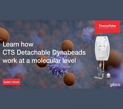 Active Release Mechanism of the Gibco CTS Detachable Dynabeads Beads