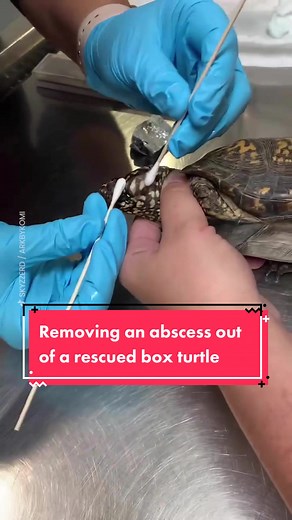 Box Turtle Abscess Removal | Oddly Satisfying Video