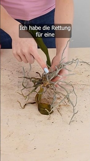 Save a wilted orchid. This home remedy trick brings new blooms