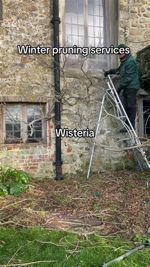 All The Small Plants on Instagram: "Winter pruning services from All The Small Plants. If you’re got wisteria, roses or fruit trees in your garden that need their winter prune, please get in touch. Giving these plants a prune in winter helps to them healthy, under control and ready to be as productive as possible for this year."