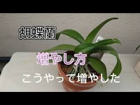 胡蝶蘭 増やし方 こうやって増やした