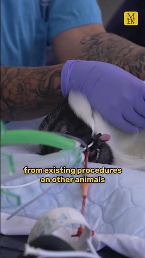 Groundbreaking surgery for Chester Zoo monkey
