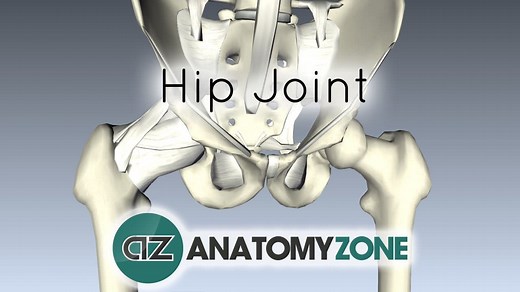 The Hip Joint - 3D Models, Video Tutorials & Notes | AnatomyZone