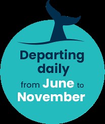 Whale Watching Cruises - Brisbane Whale Watching