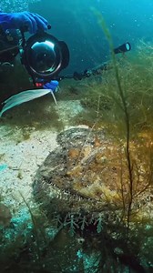 Frogfish -- Monkfish Lophius piscatorius is a species of anglerfish of the family Lophiidae of the order Lophiiformes, with a natural distribution in the deep coastal waters of the continental shelf and continental slope of the northeast Atlantic Ocean, from the Barents Sea to the Strait of Gibraltar, in the Mediterranean and the Black Sea. The species is the subject of important commercial fishing in the northwest of the Iberian Peninsula and in the Irish Sea. #ocean #sea #coral #pufferfish #an