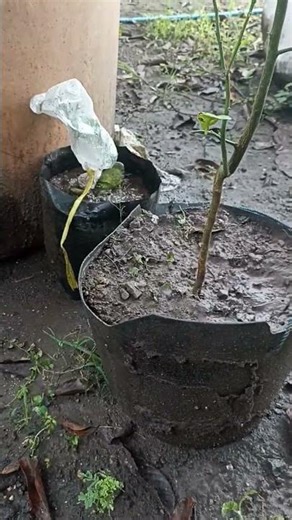 kumpulan makanan❓#food #mustaqim #cooking #foodie #kegiatanmemasak #streetfood #masaklagi #food