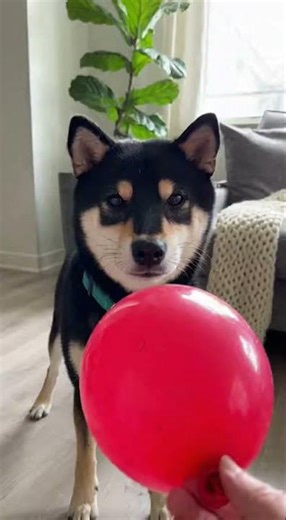 sora video 20251216 173815