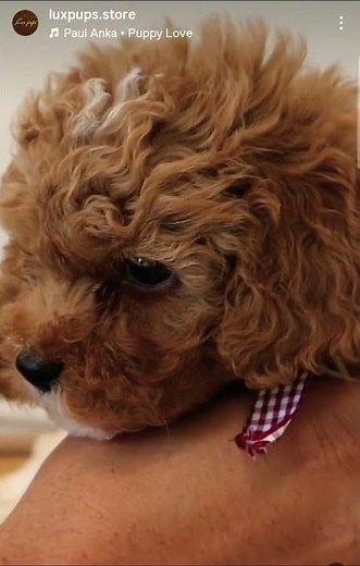 Milo ( Toy Maltese Pure Bred X F1B Gen Poodle)