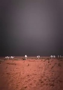 95K views · 5.2K reactions | Camels, desert ️ and rain ️, what a lovely combination. | Life in Saudi Arabia | Facebook
