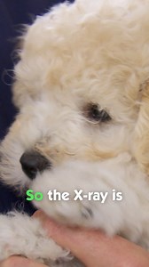 Will dog need surgery after swallowing pacifier? 😱 | Vet On The Hill