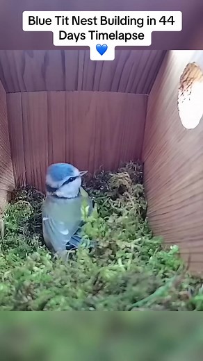 From Scratch to Home - Blue Tit's Nest Building Timelapse 💙🩵#BlueTitNestBuilding #NatureTimelapse #FeatheredBuilders #NestConstruction #HomeBuilding #NatureWonders #44DaysJourney #NatureTimeLapse #FYP