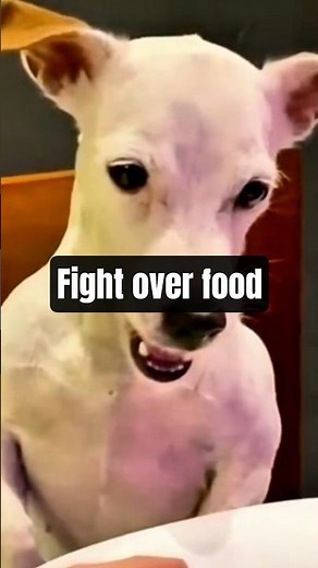 Dog Fights over food