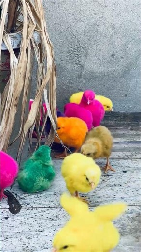 Cute colored baby chicks 🐤😆🤣 #babyanimal #foryou #shortsfeed