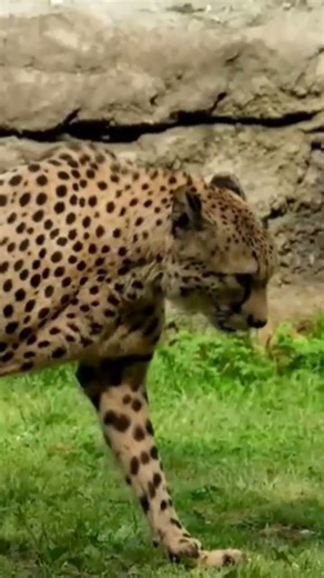 leopard 🐆 sounds #phonk #wildanimals #sound