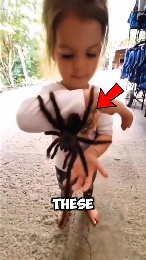 Top 3 Scariest Spiders in the World 🕷️ | True Stories #spider #animals #shorts
