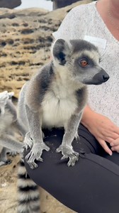 866K views · 11K reactions | More up close animal encounters than anywhere in the world!  #travel #family #vacation #roadtrip #animalencounters | Tanganyika Wildlife Park | Facebook