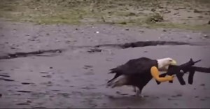 96K views · 2.7K reactions | “Little know fact that eagles had arms up until the turn of the 20th century. Historians believe that the removal of eagle arms was a long play by the Rothschild family…” - @zacscalf #freedom #freedomrings #baldeagle #merica #usa #proudamerican #freedomvessel #americafuckyeah #ninelineapparel #murica # #natureismetal #history | Nine Line Apparel | Facebook