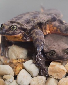This rare frog was destined to die alone... until scientists found his perfect match. | Las Cruces Sun-News