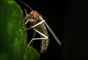 How to Get Rid of No-See-Ums? | A Complete Guide - Pest Samurai