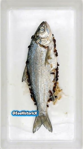 What Happens After Death? #wildlife #beach #nature