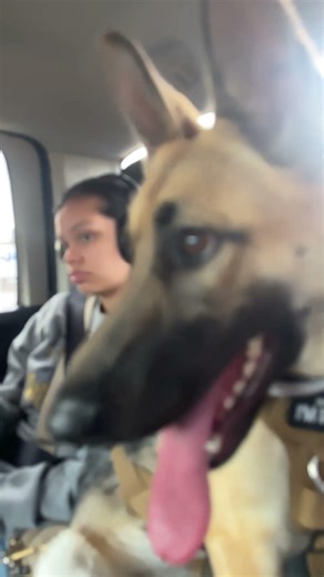 Luna is just my Baby Doge #babydog #pets #dogs #germanshepered