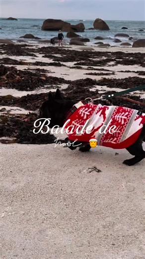🎄 Retour en images sur notre balade de Noël 🎄 Aujourd’hui, humains et chiens ont sorti leurs plus beaux pulls pour partager un merveilleux moment ensemble 🐾❤️ Entre rires, copains et bonne humeur, cette balade a une nouvelle fois été placée sous le signe du partage et de la convivialité. Un grand merci à tous pour votre présence et votre énergie 💫 Le goûter a été un vrai moment de douceur : chocolats, gourmandises et un délicieux gâteau fait maison qui a réchauffé les cœurs 🍫🍰 Ces balades 