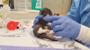 12K views · 454 reactions | Doris kämpft weiter um das Leben der 2...