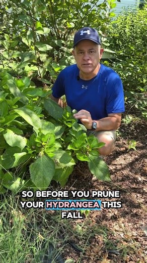 Don’t Prune Your Hydrangea This Fall Until You Know This #gardening #floweringshrubs #hydrangea