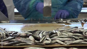 Canned Fish Production in the factory Stock Video